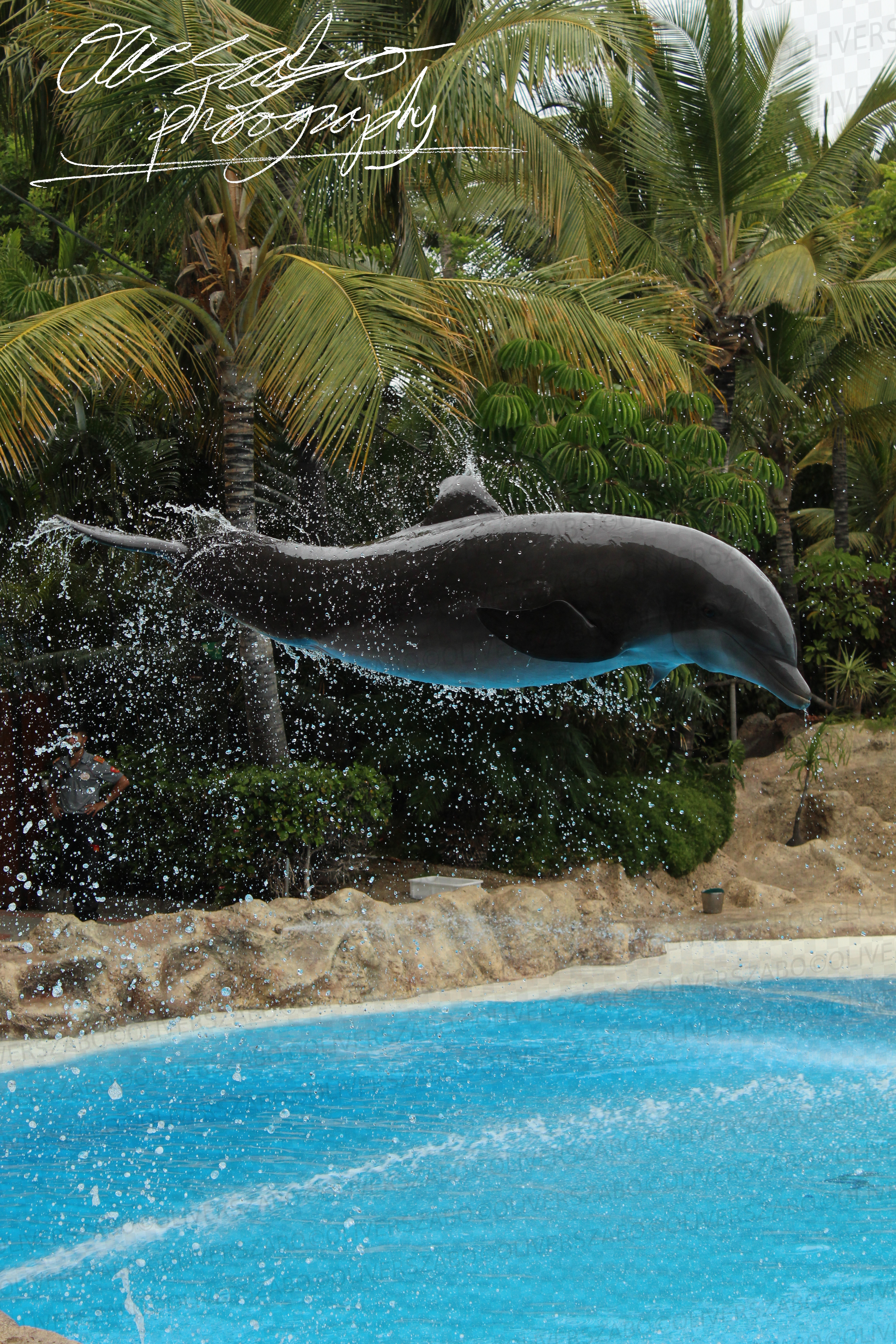 Dolphin Jumping Horizontal